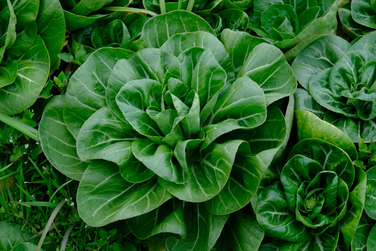 Healthyeyenutrients misszió